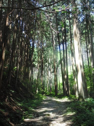 Trail from Iwaya-ji to Jodo-ji
