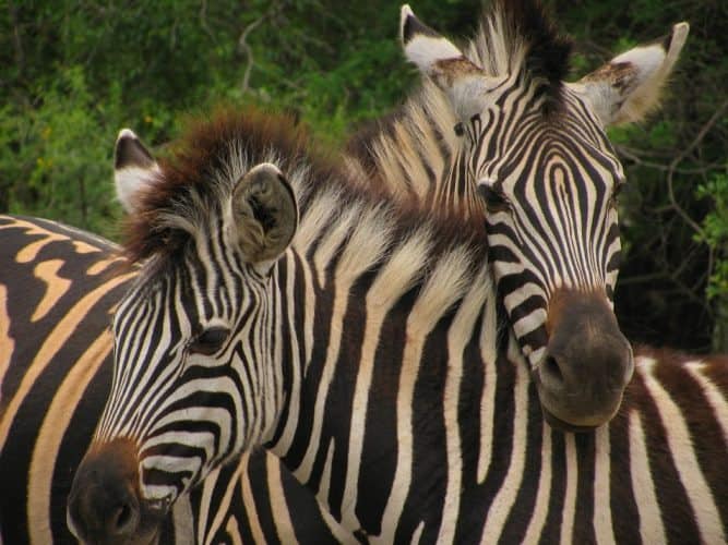 Zebras in Africa.