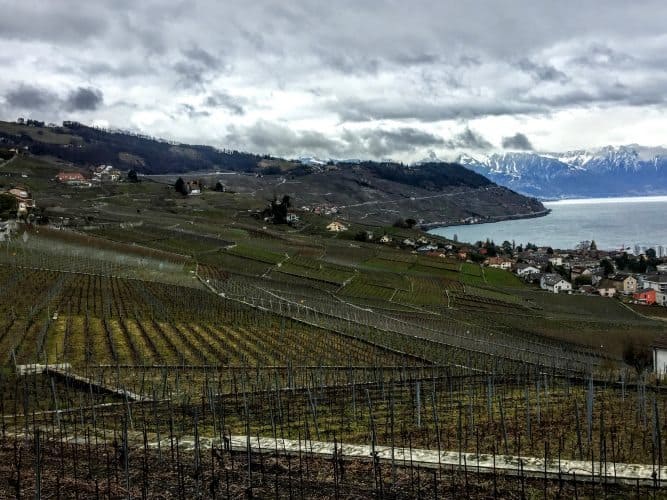 Vineyards in Lavaux, Switzerland.