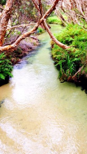 Eli Creek is a special place on Fraser Island.