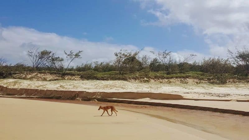 A dingo strolls the dunes on Fraser Island, Australia. Hannah Batson photos.