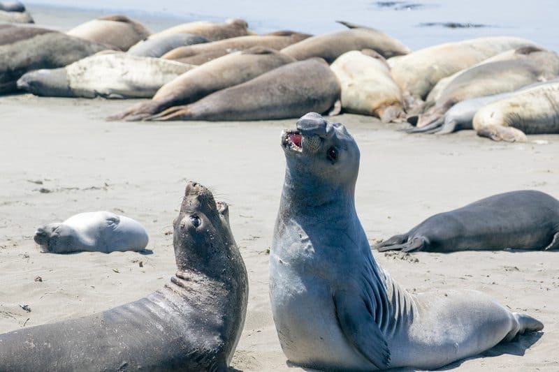 Elephant seals are the stars of San Simeon state beach, across from the Hearst Castle