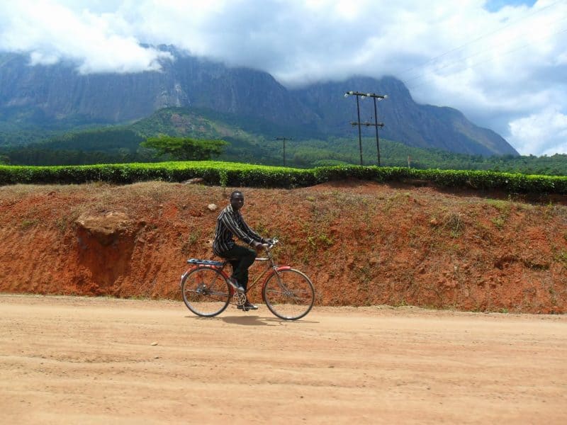 A passing man on a bicycle in front of Mount Mulanje and the tea fields.