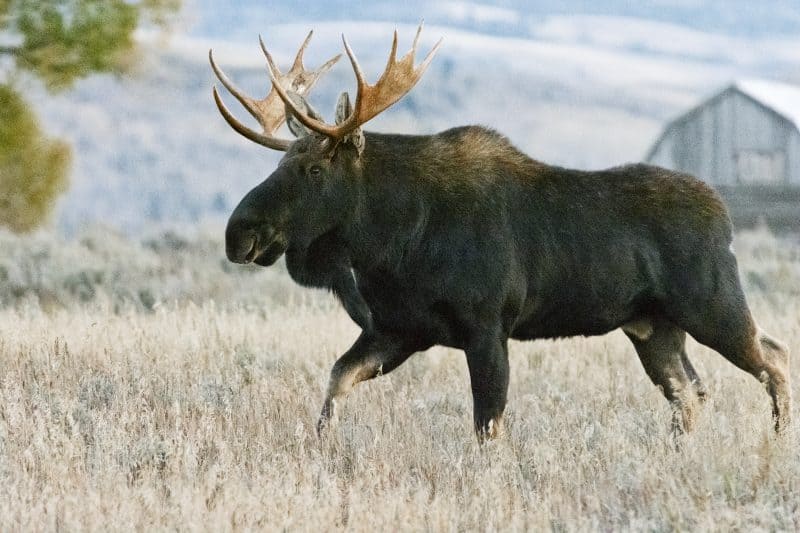 Bull Moose Gros Ventre Meadow, Grand Teton National Park