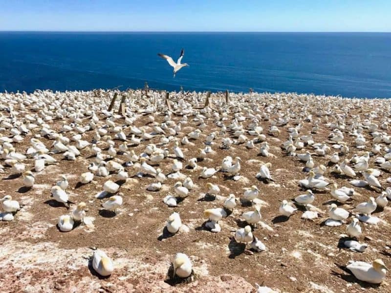 Thousands of gannets nesting at Bonaventure Island off Perce, Gaspe.