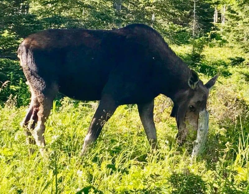 A female moose too busy munching weeds to notice us on the trail up Mont Ernest-laforce, in the Gaspesie National Park.