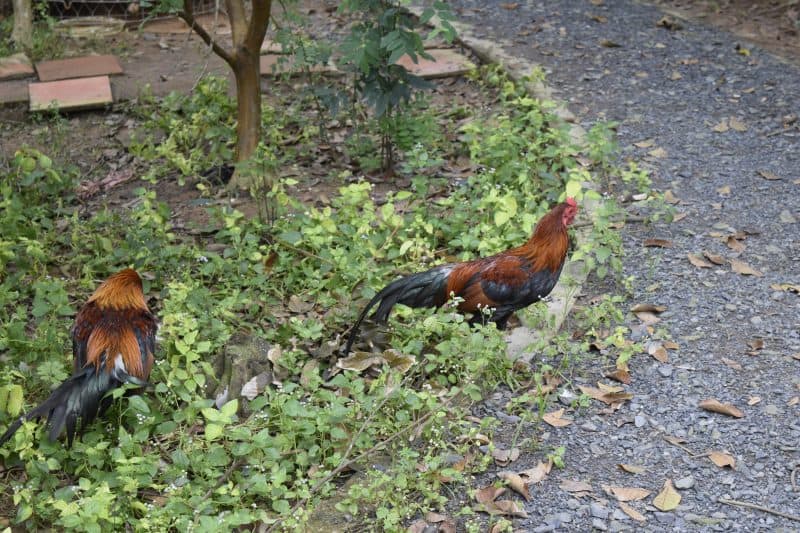 Roosters roam the pathway.