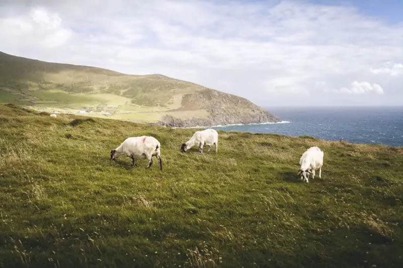 Sheep on a hillside on the Dingle Peninsula in Ireland.