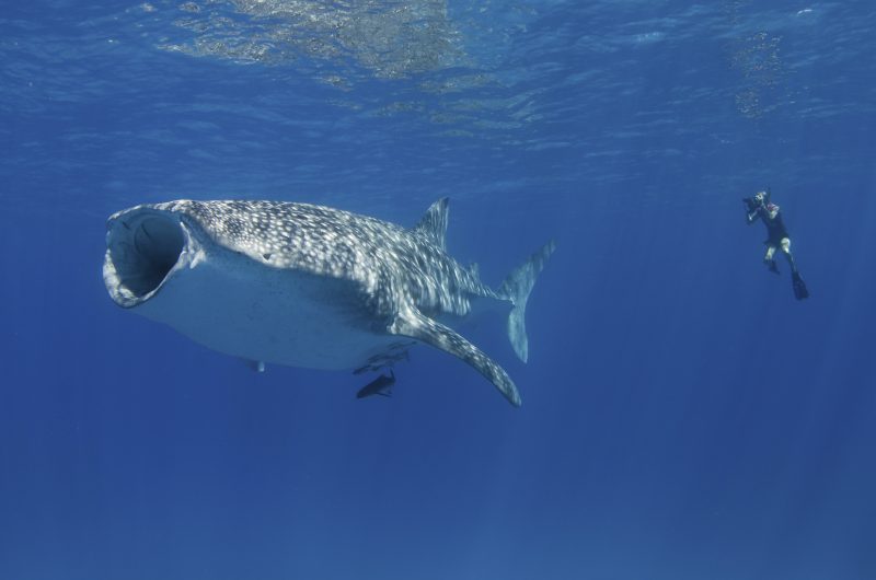 The giant whale shark up close. Aimee Jan photo.