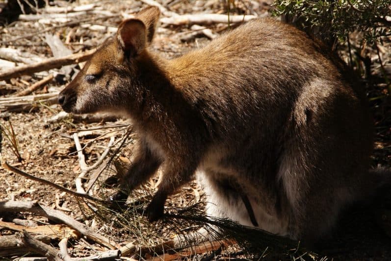 Pademelon crossing. Eli Duke photo.