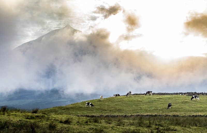 Pico Island's economy is mostly based on agriculture and tourism, cows dot the landscape kept in by fences built from the volcanic rock.