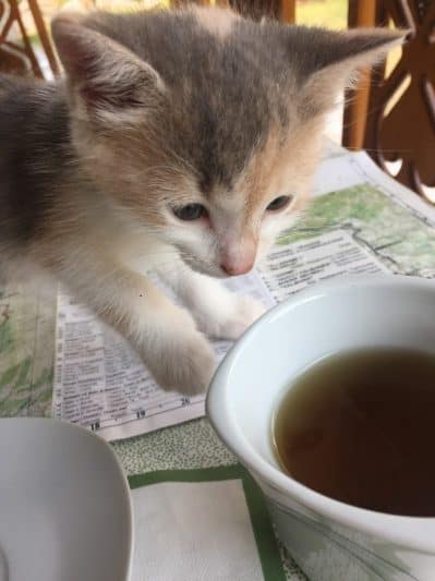One of the family kittens eyes my tea with interest in Arben's mountain guesthouse in Valbonë.