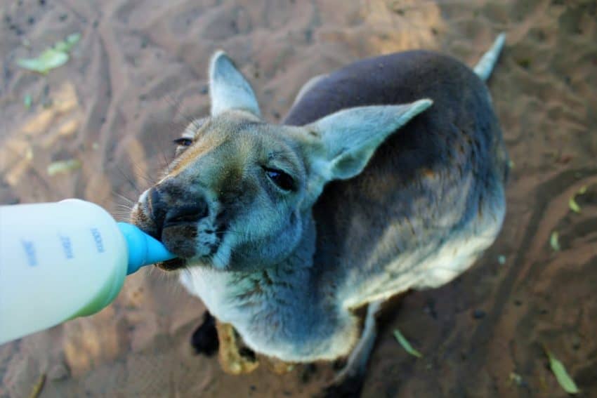 Meet Sunshine, a big red who decided that the wild life just wasn't for her. On the day of her release in the Bungle Bungles with a group of other rescued big reds, she refused to leave the car. Mandy would drive away and Sunshine would follow, so back home she went.