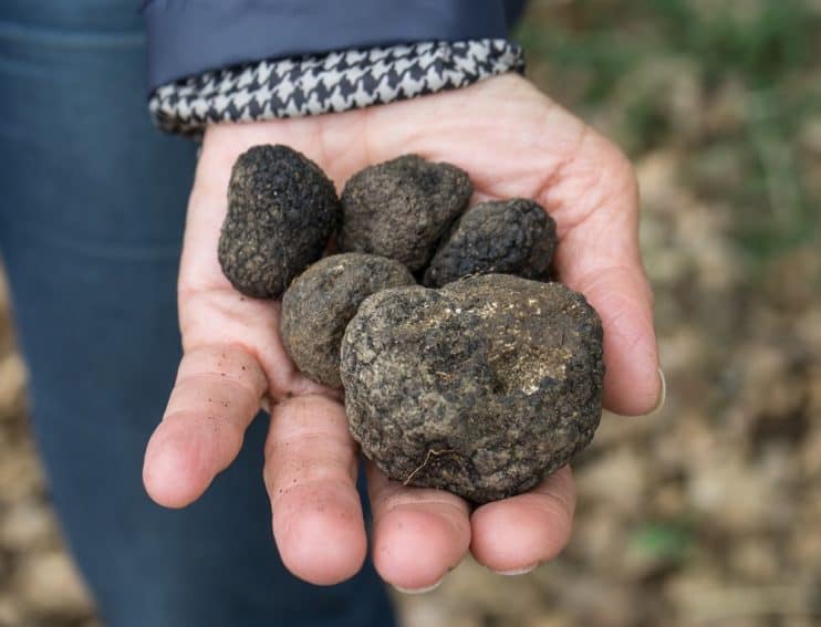A CBS News report back in 2012 called truffles, the knotty tuber that frequently grows under oak trees, the most expensive food in the world.