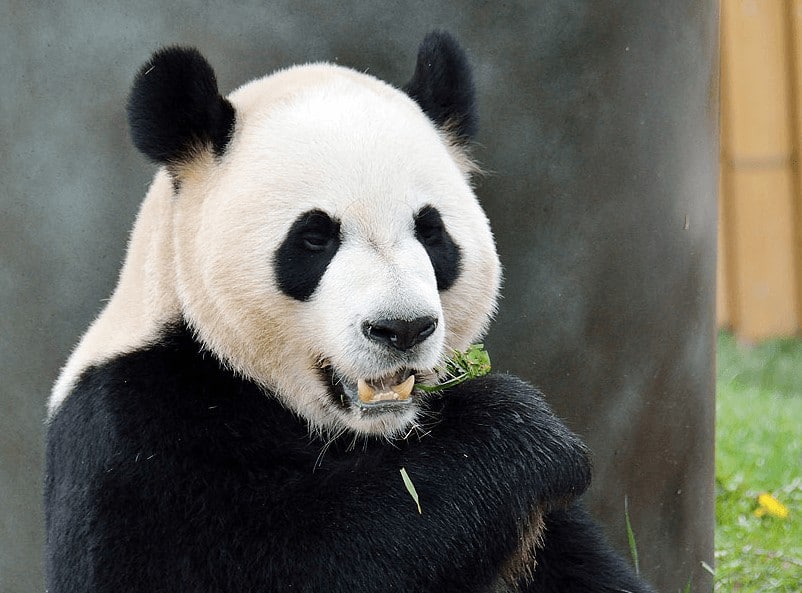 Da Mao is one of the pandas who live at the Toronto Zoo, who are leaving in March 2018 to return to China. Toronto Zoo photo.