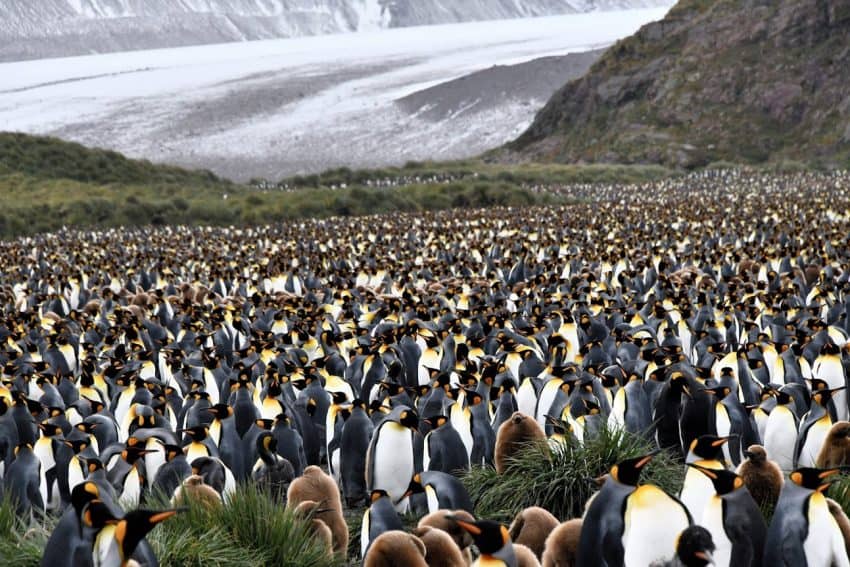 More than 60,000 King penguins make their home here.