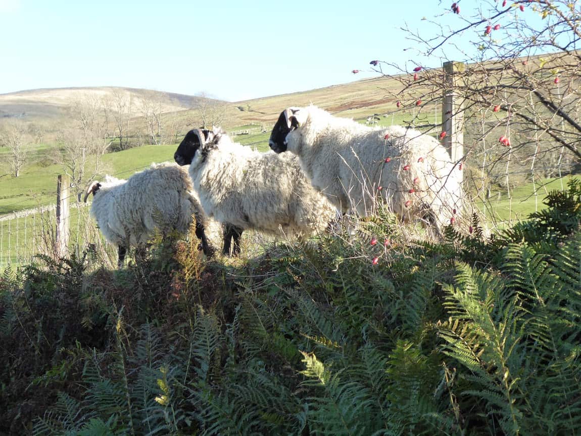 Sheep in Loch Tay, Scotland.