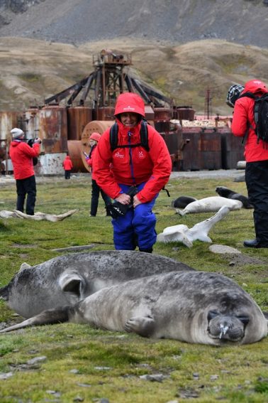 Elephant seals in Grytviken