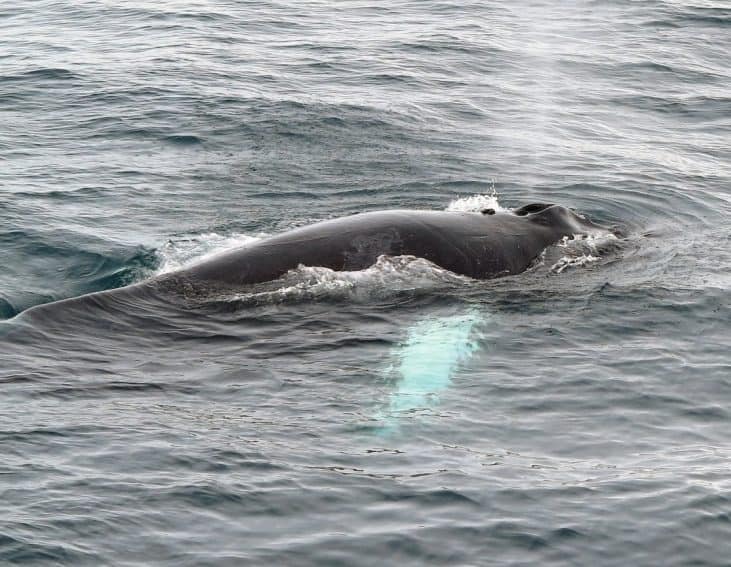 Humpback whale off the starboard side in Antarctica. 