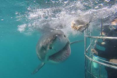 Inside the cage, protecting the tourists from the sharks in S. Africa.