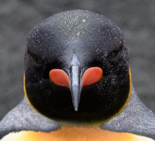 A King penguin up close.