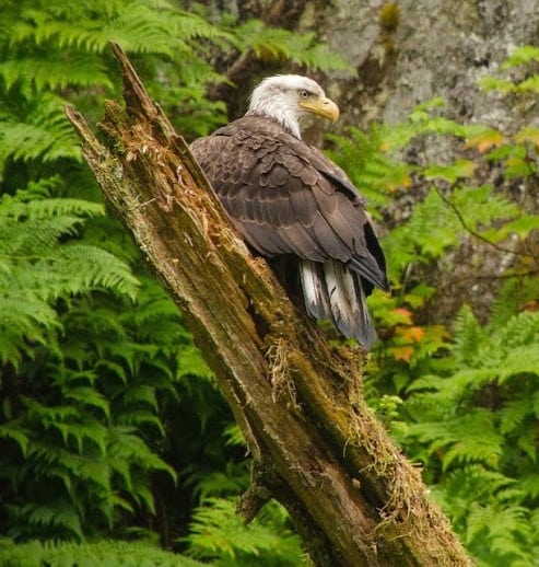A Bald Eagle perched above AnAn creek in Tongass National Forest.