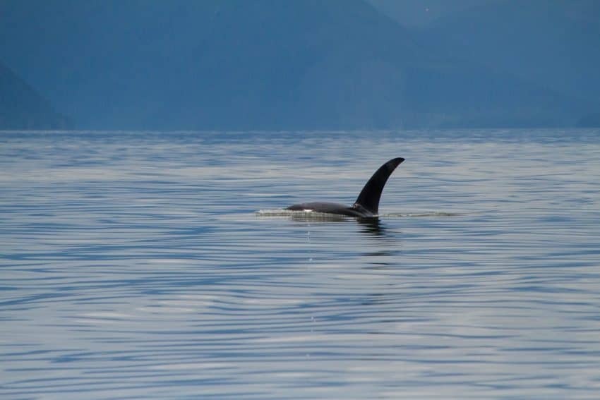 An Orca in LeConte Bay.