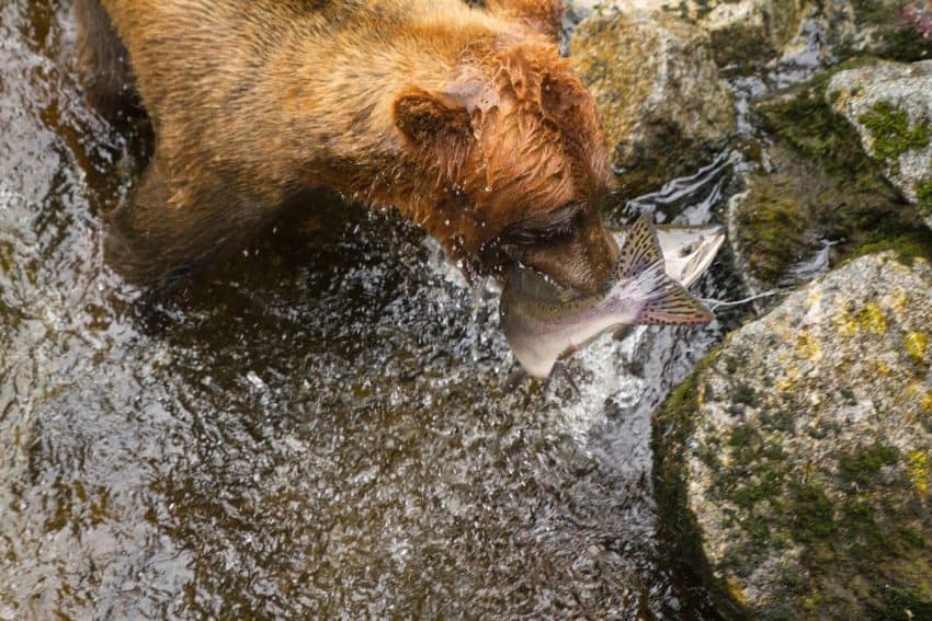 A bear chomps down on a salmon plucked from AnAn Creek in Tongass