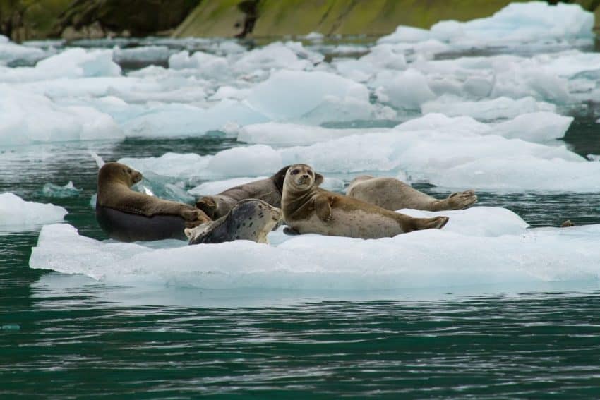 Seals relax in LeConte Bay, near Wrangell, Alaska.