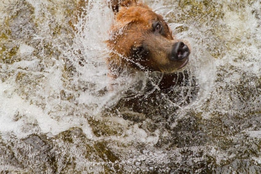 A bear shakes his head after coming up empty while fishing.