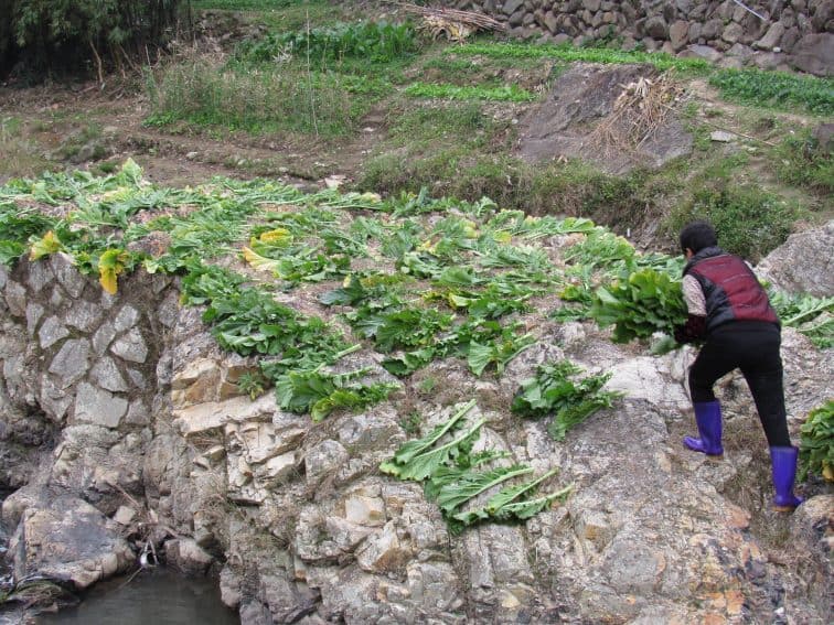 A local farmer lays out vegetables to dry.
