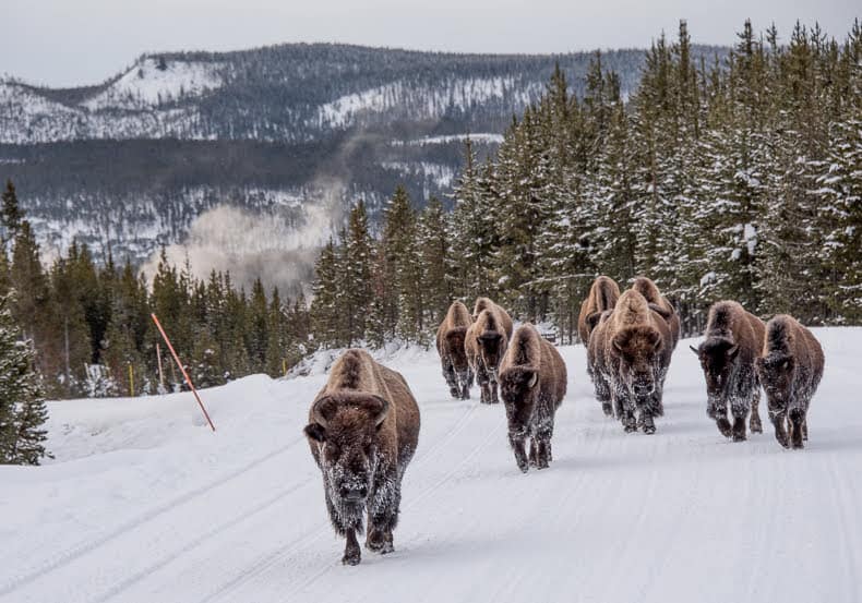 Nothing like a herd of frosted bison hogging the road in Yellowstone to bring on excitement within the safety of a snowcoach.