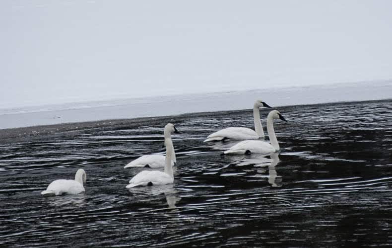 Trumpeter swans can frequently be seen on the Yellowstone and Madison Rivers of Yellowstone, gracefully floating with the current.