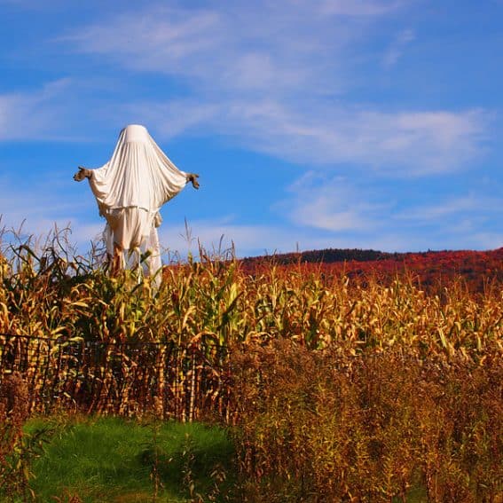 haunted cornfield