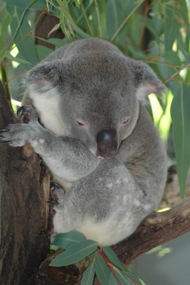 A Koala on Magnetic Island.