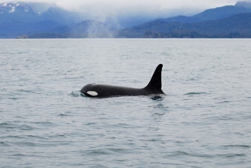 Orca surfacing for air Alaska’s Ridgewood Wilderness Lodge: Gateway to Adventure