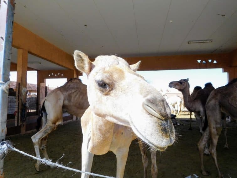 A camel in the market at Al Ain. | GoNOMAD Travel