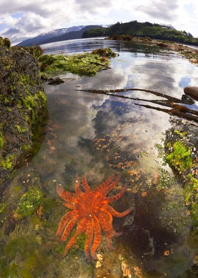 Tide pool starfish Alaska’s Ridgewood Wilderness Lodge: Gateway to Adventure