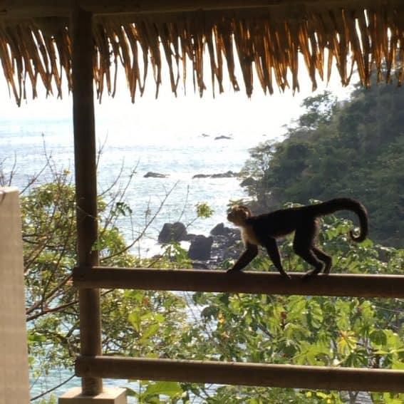 Capuchin monkey on patio of Arenas del Mar Resort, Costa Rica. Amy Fries photos.