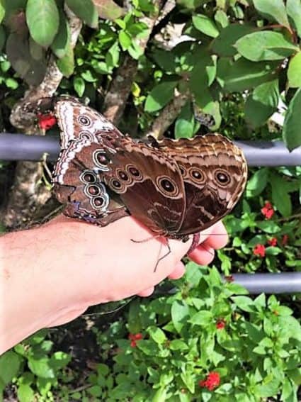 Butterflies land on a hand in Butterfly World in Coconut Creek, Florida. | GoNOMAD Travel