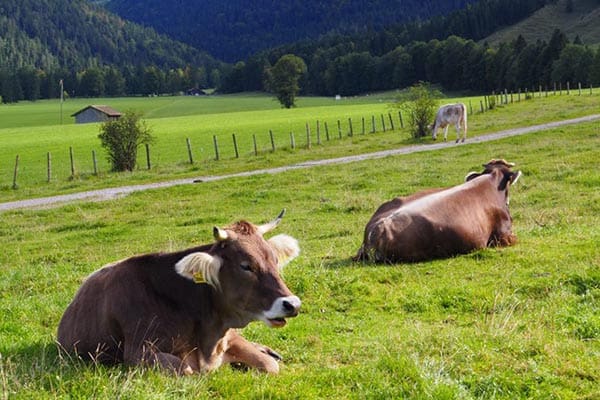 Cows wait for their time to come and take their walk down the mountain in Bavaria, Germany. | GoNOMAD Travel