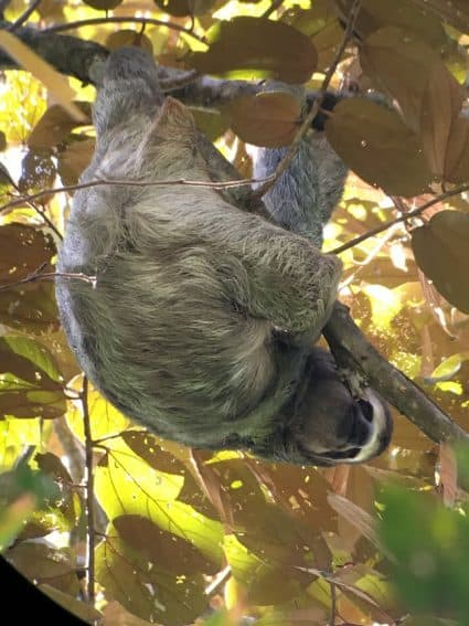 A hanging three-toed sloth at the park.