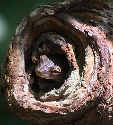 Treefrog in Manuel Antonio National Park.