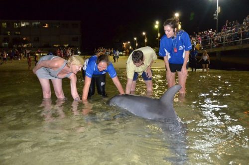 Feeding wild dolphins at Tangalooma Resort on Moreton Island