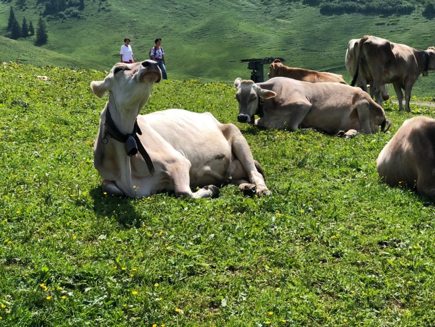 These cows live all summer up in the mountain, here they are shown atop Niedere, the mountain where paragliders leap off the steep mountain all weekend long.