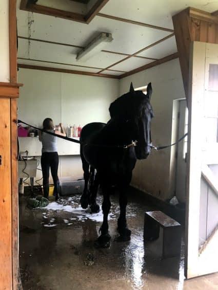 A Friesian getting ready to have a bath in the barn. 