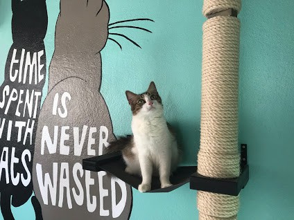 Cat shelter at Sgt. Pepper's Friends, an animal rescue in Aruba