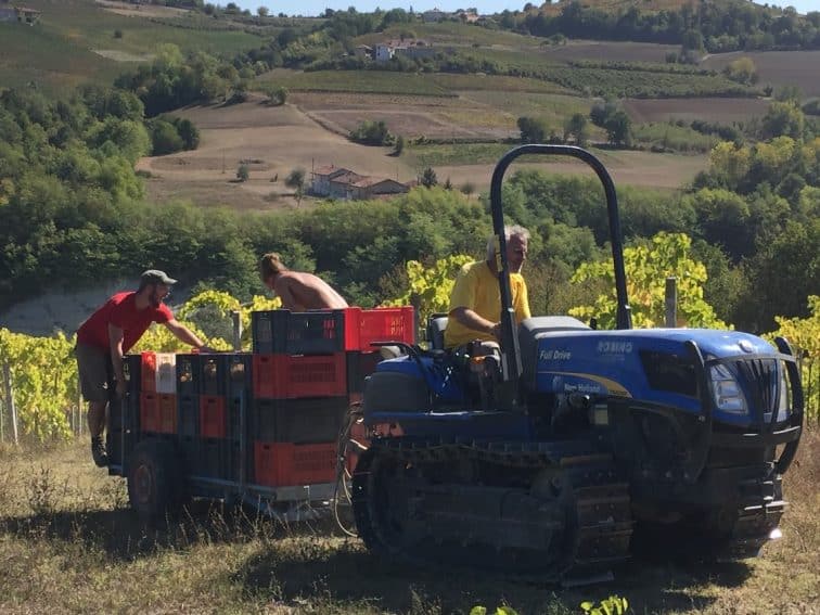 Marcello driving the tractor back at the end of the day with Flavio and Edo hitching a ride with the grapes