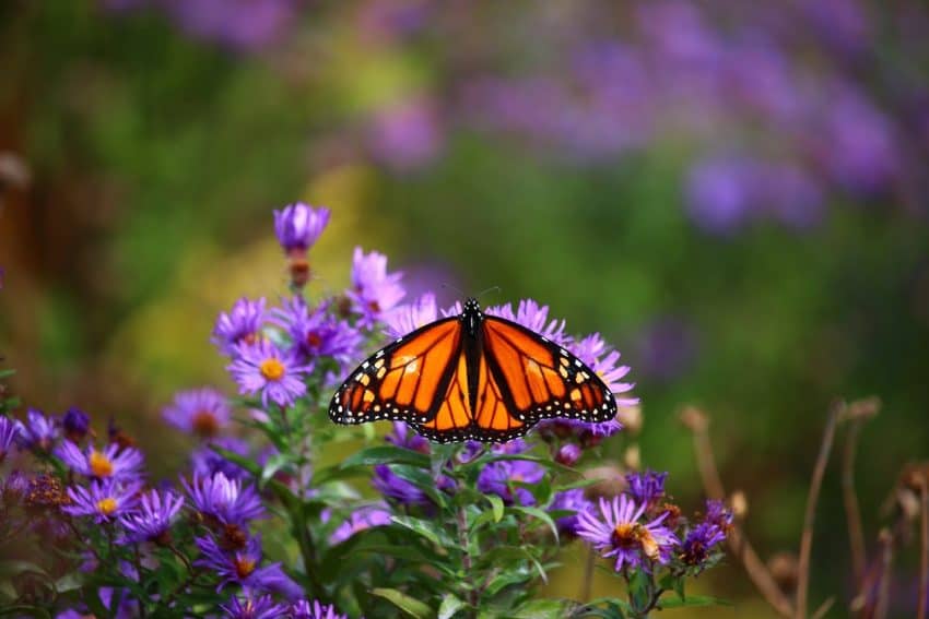 Monarch Butterfly Biosphere Reserve in Mexico