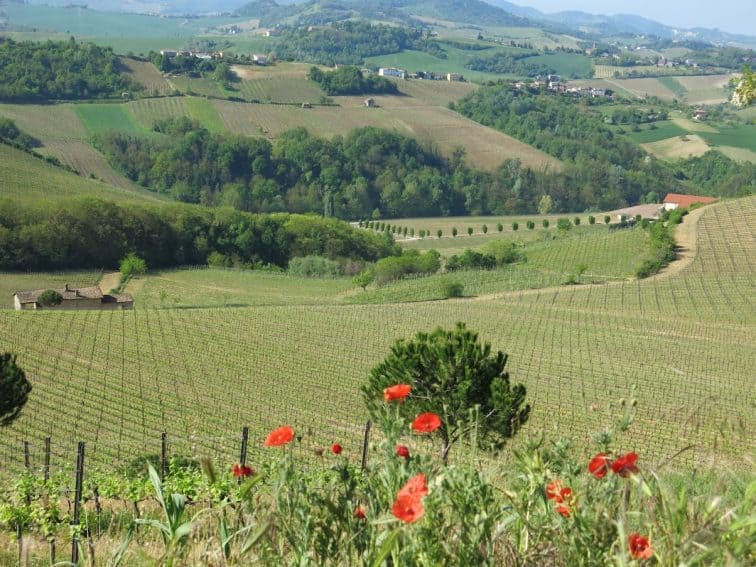 Vineyards in Lazio, Italy.